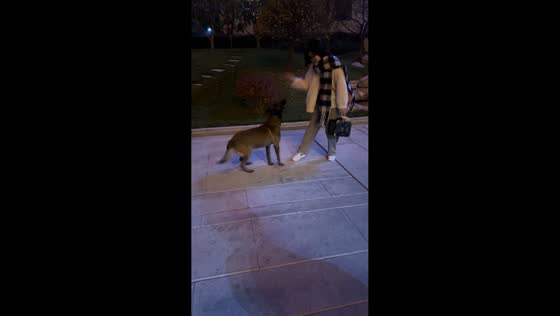 Dog knocks owner over during playful training session in Shanxi, China
