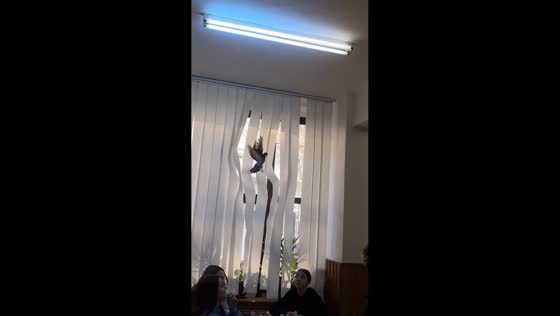 Student catches pigeon flying inside classroom in Pitești, Romania