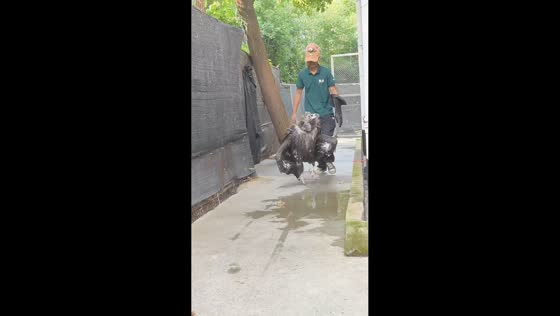 Cinereous vulture energetically hops along pathway in Hubei, China