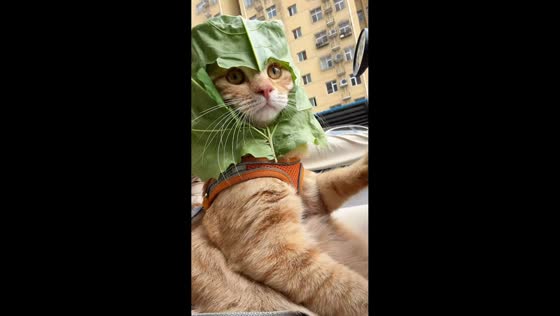 Orange tabby wears leaf "helmet" during ride in Hebei, China