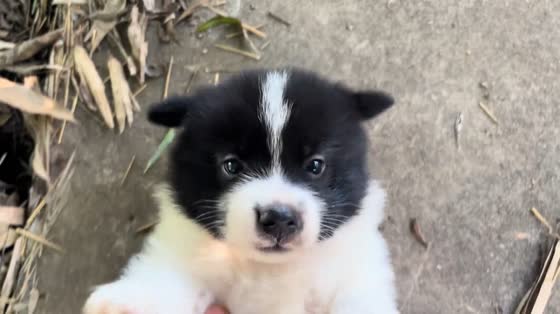 Puppy playfully chased in Sichuan, China
