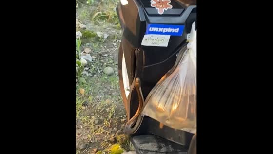 Snake found on a bike in Ponjong, Indonesia
