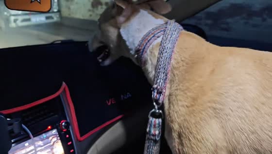 Dog repeatedly bumps head inside car in Shandong, China