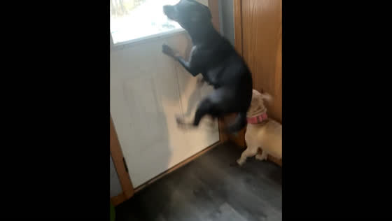 Dogs jump with joy as owner prepares for morning dump