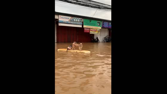 Two dogs drift on plastic amid typhoon Gaemi flooding in Cainta, Rizal
