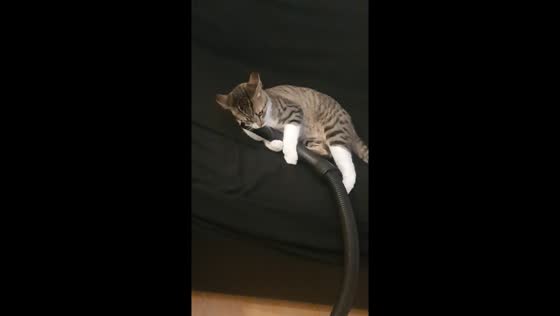 Cat vs. vacuum: hilarious encounter caught on camera!