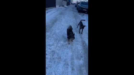 Dog chase reversal: Bârlad resident dodges canine pursuit in hilarious video
