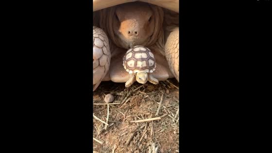 Sulcata tortoise pushes aside small companion as it emerges from its shell