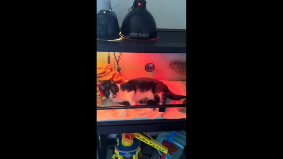 Quirky pet swap with cat and bearded dragon in Knoxville, USA