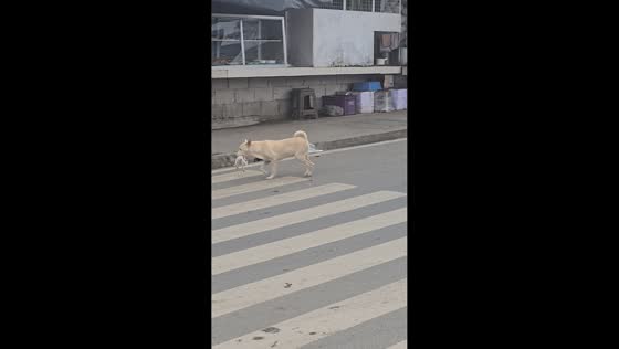 Heroic dog rescues kitten from busy road in Caloocan, Philippines