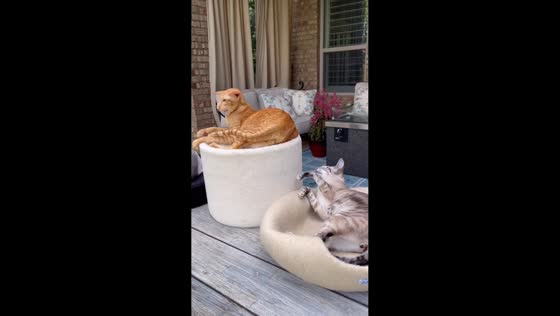 Oriental cats swat at each other from their pet beds in USA