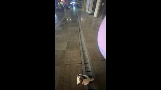 Dog plays with balloon at night market in Zhejiang, China