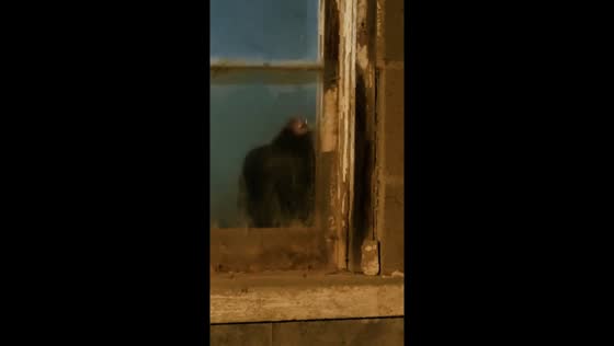 Rooster repeatedly taps window in Durhamville, New York, USA