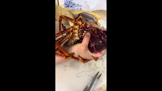 Striking spiny lobster reacts as it is handled in Shandong, China