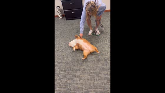 Bulldog dramatically protests leaving office in Overland Park, Kansas