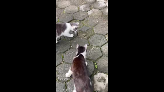 Cats take turns chasing and poking snake in Purwokerto, Java, Indonesia
