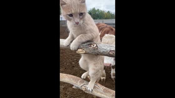 Mischievous cat joins dog and calf outdoors in Erzincan, Turkey
