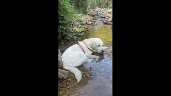 Dog peacefully naps in rocky river before waking up in Guangdong, China