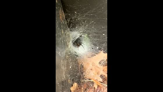 Spider jumps out of web in abandoned cabinet in Egg Harbor, New Jersey, USA