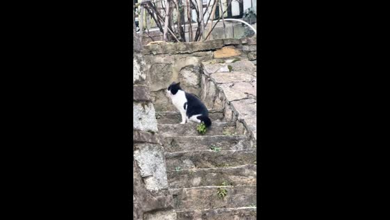 Cat dances strangely before vomiting in Shaanxi, China