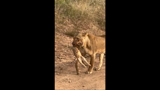 Lioness carries cub along safari road in Nairobi National Park, Nairobi, Kenya