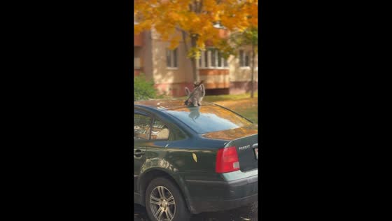 Curious kitten bats at car antenna in Zhodzina, Belarus
