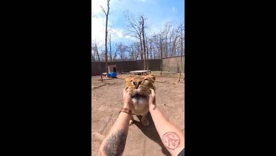 Lioness petting interaction in Stanton, Missouri