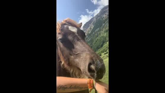 Unexpected encounter: horse in Spanish mountains playfully removes diabetic glucose sensor