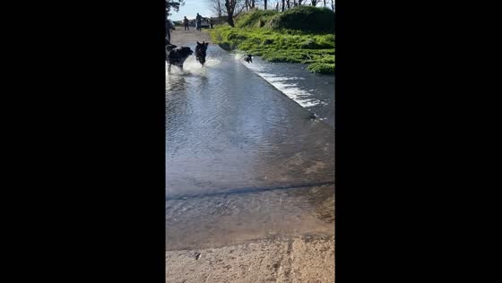 Dogs playfully splash in stream, smaller dog takes a tumble