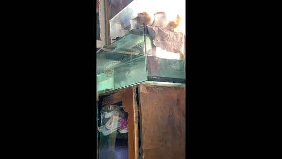 Playful 5-month-old cat Niko splashes in aquarium