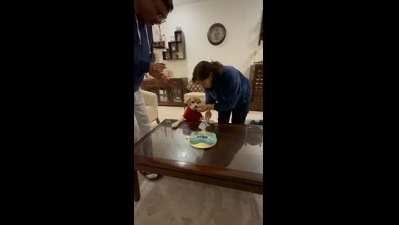 Birthday pawty for golden pup!