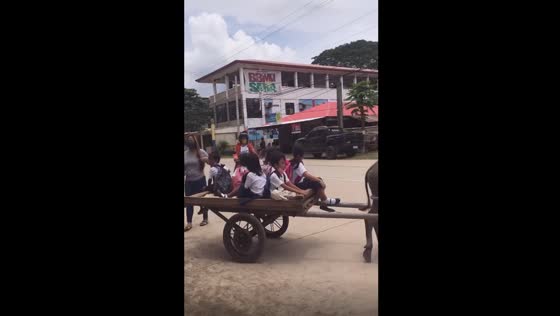 Carabao ride: two wheel commute amazes social media on first day of school!
