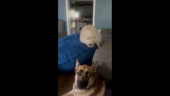 Raccoon startles dog during playful moment in Pensacola, Florida, USA