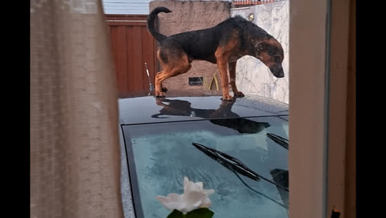 Dog urinates on car roof