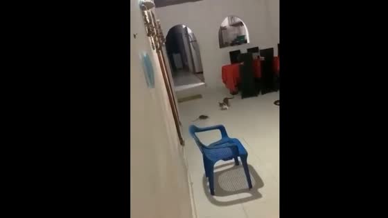 Cat vs. mouse: hilarious chase in Buenaventura, Colombia