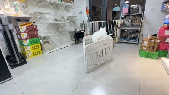 Samoyed drags playpen while following owner in Guangdong, China