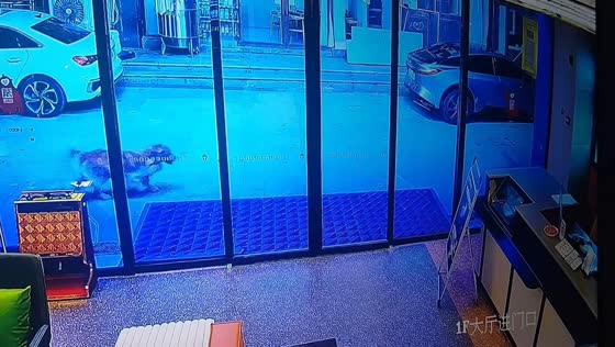 Playful golden retriever visits store in Yunnan, China