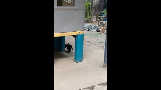 Rescue attempt backfires: bird saved from wetness falls prey to cat