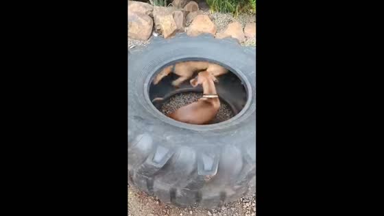 Dogs playfully spin in tire in Puerto Rico, Misiones Province