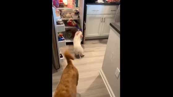 Piglet steals celery from refrigerator in New Smyrna Beach, Florida, USA