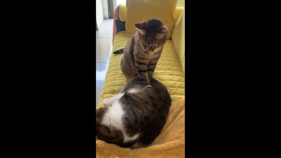 Cat gives massage to friend on the sofa in Shaanxi, China