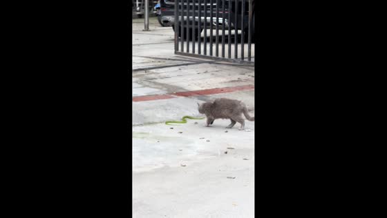 Stray cat engages in brief struggle with snake on street in Shaanxi, China