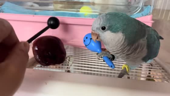 Parrot plays maracas with owner in Shanghai, China