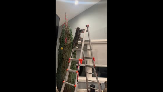 Mischievous cat climbs ladder next to Christmas tree in Charleston, South Carolina, USA