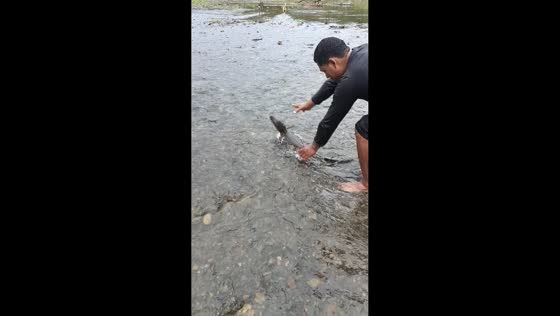 Young crocodile chases children after release in Chiriquí, Panama