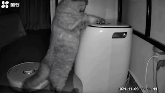 Cat presses recycle button on robot vacuum cleaner charging station