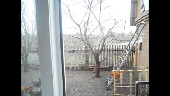 Magpie named Gena playfully flies around house in Russia