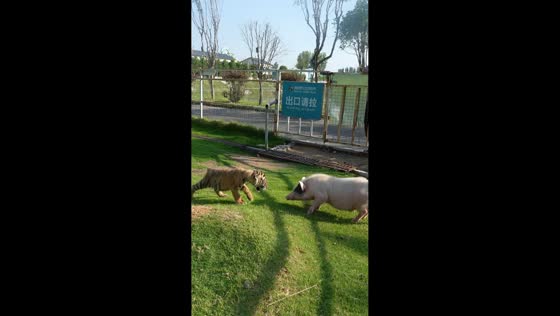 Tiger cub tumbles away after boar headbutts it during interaction in Henan, China