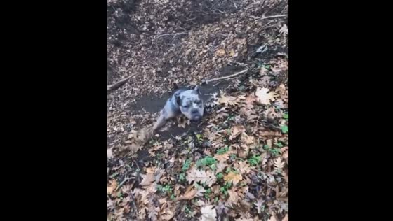 Playful pups on a wild slide: adventures of Stavropol's Cane Corso and American Bully duo