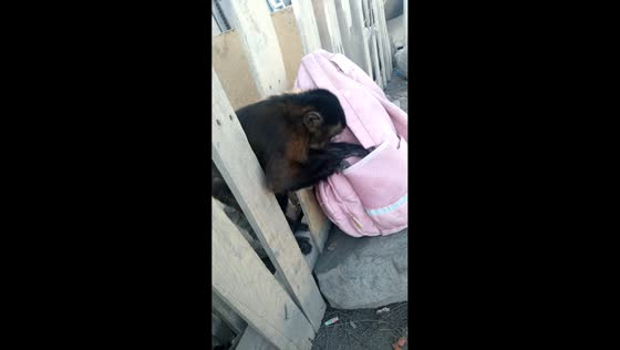 Mischievous monkey steals plastic bag in Oquendo, Lima